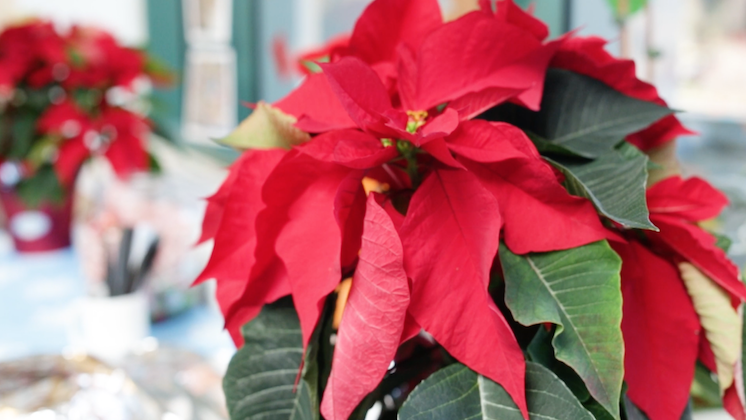 Happy Holidays from zSpace!