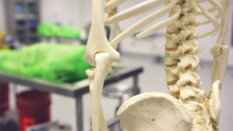How VR & AR Are Changing Human Anatomy Programs