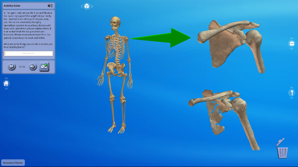 Home Educators Lessons Structure of Bones Biology Diagrams
